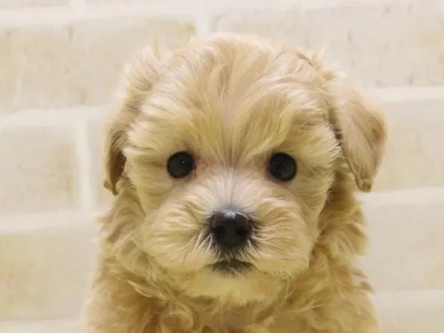 2025年1月20日生まれのハーフ犬・ミックス犬